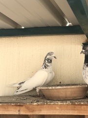 Columba livia domestica