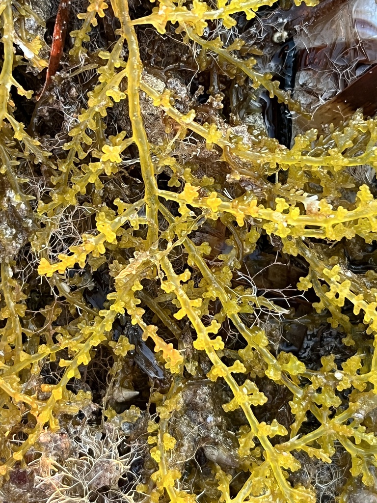 Laurencia arbuscula