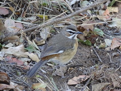 Cercotrichas quadrivirgata
