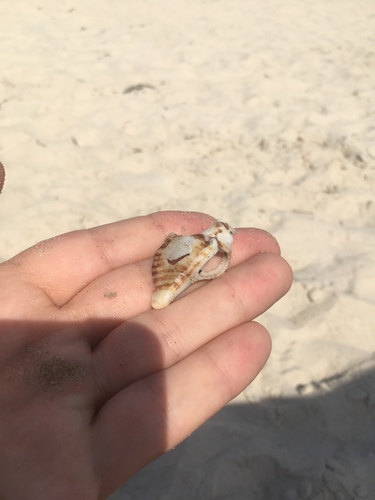 Pterochelus triformis