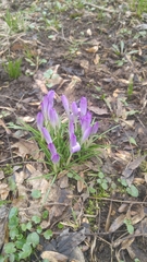 Crocus