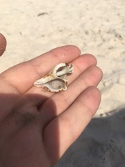 Pterochelus triformis