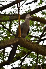 Corythaixoides concolor concolor