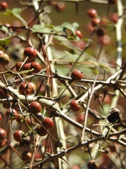 Small-leaved Hawthorn (Crataegus microphylla)