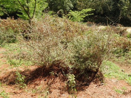 Crataegus microphylla, photograph 4