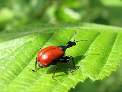 Apoderus coryli