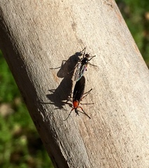 Dilophus serotinus