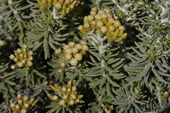 Ozothamnus turbinatus