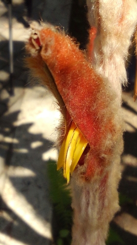 Image of Heliconia vellerigera by (c) Henry Taylor, some rights reserved (CC BY)