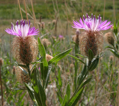 Centaurea trichocephala