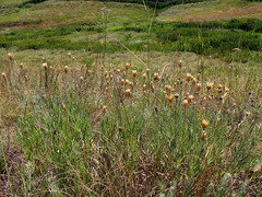 Psephellus trinervius