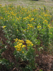 Tanacetum vulgare