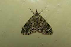 Acasis viretata