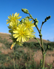 Lactuca serriola