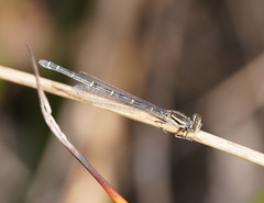 Austroagrion cyane