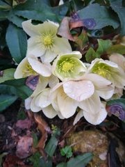 Helleborus niger niger