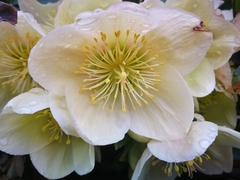Helleborus niger niger