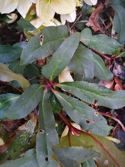 Helleborus niger niger