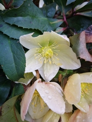 Helleborus niger niger