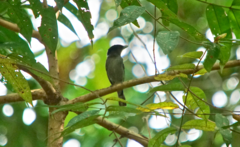 Pachyramphus polychopterus