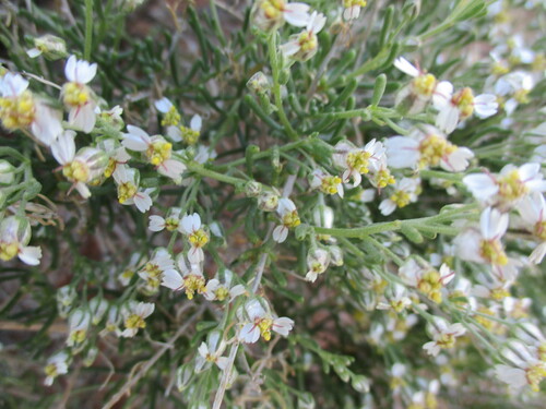 Image of Eriocephalus scariosus by no rights reserved