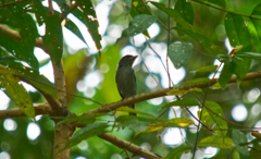 Pachyramphus polychopterus