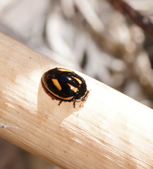 Micraspis flavovittata