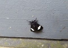 Psychomorpha epimenis