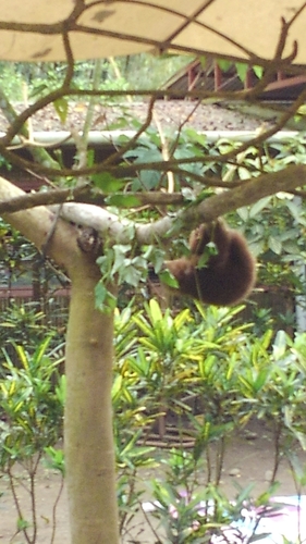 Bradypodidae