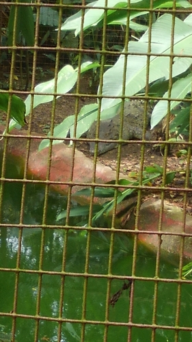 Crocodylidae