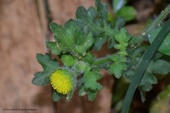 Grangea maderaspatana