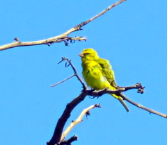 Crithagra sulphurata