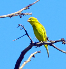 Crithagra sulphurata