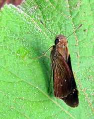 Torbenlarsenia gemella