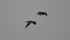 Phalacrocorax carbo
