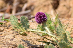 Sphaeranthus indicus