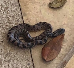 Leptodeira rhombifera