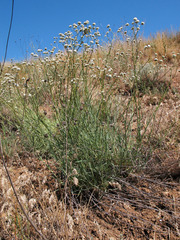 Gypsophila glomerata