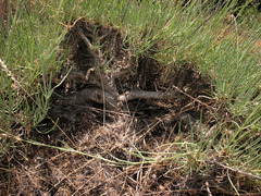 Gypsophila glomerata