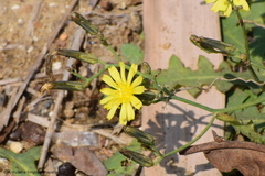 Launaea procumbens