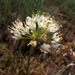 Allium flavescens - Photo (c) Sergey Mayorov, some rights reserved (CC BY-NC), uploaded by Sergey Mayorov