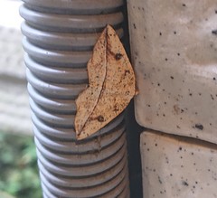 Entomopteryx rubridisca