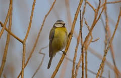 Cyanistes caeruleus