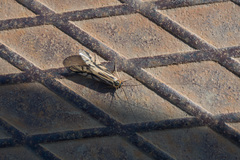 Macrostemum radiatum