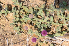 Sphaeranthus indicus