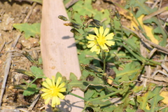 Launaea procumbens