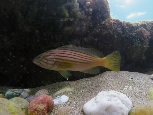 Goldblotch grouper (Epinephelus costae) — Serranidae — 5