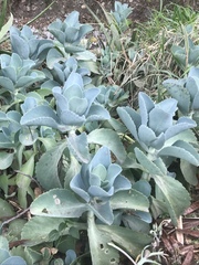 Kalanchoe marmorata