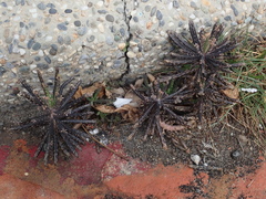 Kalanchoe delagoensis