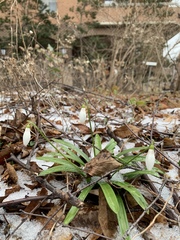 Galanthus woronowii